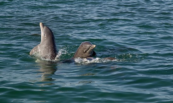Cruise on the Ganges for 50 Days: Forget Dolphins, Lets Go!